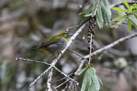 Birds Of Malaysia And Singapore