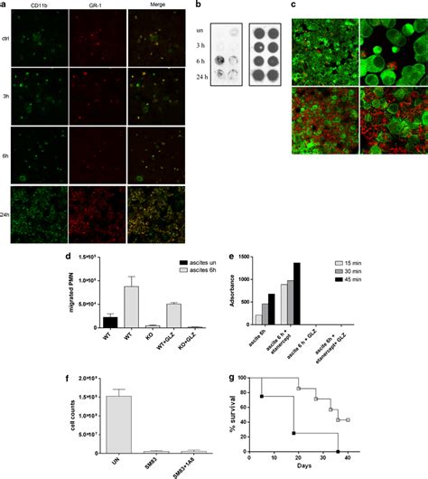 SM83 Treatment Promotes Peritoneal Neutrophil Recruitment And