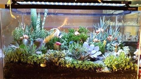 Succulent Fish Tank Terrarium Fish Tank Garden Fish Tank Terrarium