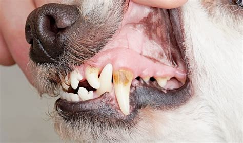 What Causes Tooth Abscess In Dogs