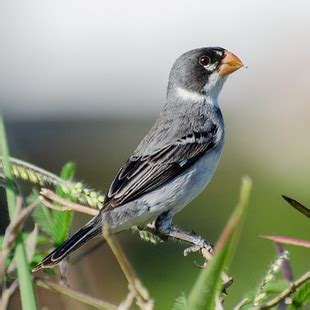 Golinho Sporophila Albogularis Wikiaves A Enciclop Dia Das Aves