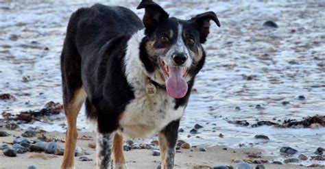 L Histoire Mouvante De Peggy Abandonn E En Raison De Sa Surdit Puis