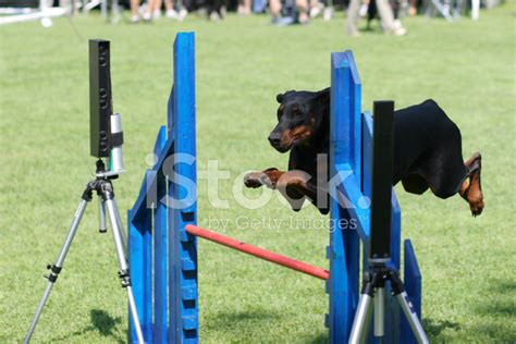 Male Doberman Pinscher Guard Dog In Snow; Strong, Proud, Loyal Stock ...