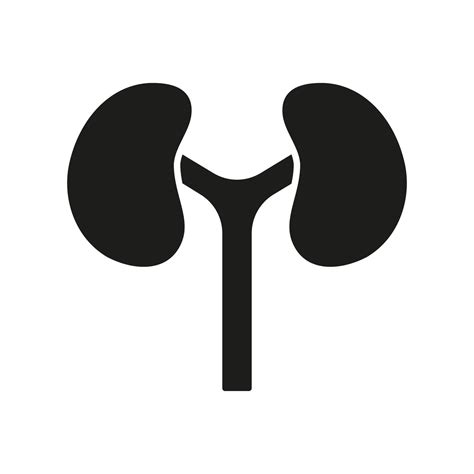 Human Kidney Silhouette Icon Internal Anatomy Of Renal Organ Glyph