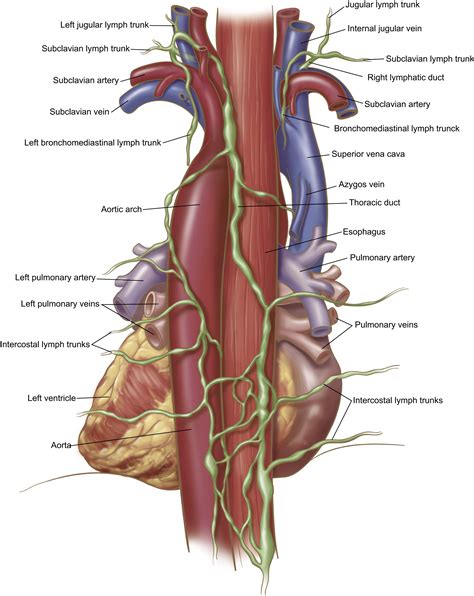 Thoracic Duct Anatomy Overview Gross Anatomy Microscopic Anatomy Sexiz Pix