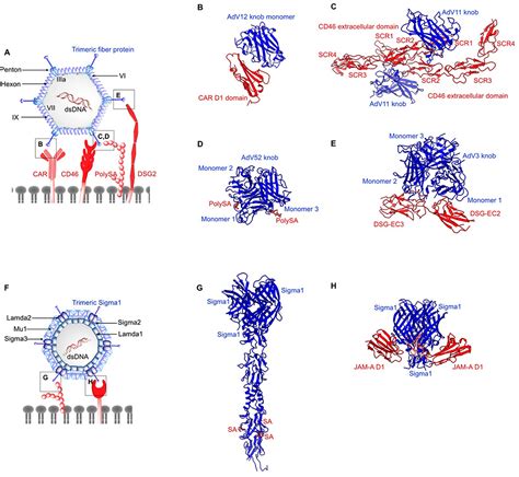 Virusreceptor Interactions Structural Insights For Oncolytic V Ov