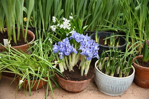 Toptips Voor Het Planten Van Bloembollen Tuincentrum Tuin In