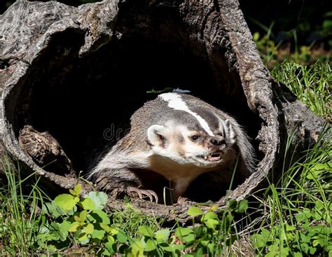 American Badger in a Tree Trunk Growling Stock Image - Image of mammals ...