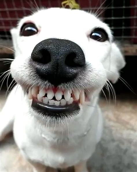 Funny Dog Smiling Teeth