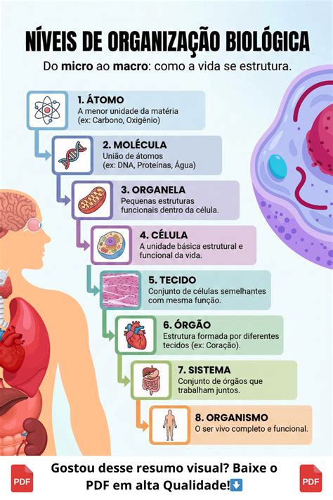 Níveis De Organização Celular - Cartaz/Resumo – Níveis de Organização Celular para Sala de Aula (Co...