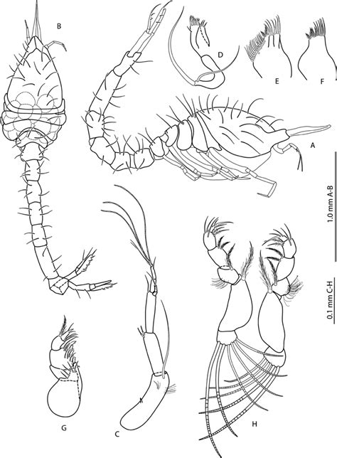 Aotearocumella Watlingi N Sp Holotype Ovigerous Female Niwa