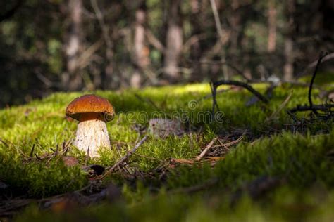 Brown Cap Porcini Mushroom Grow In Nature Stock Photo Image Of Autumn