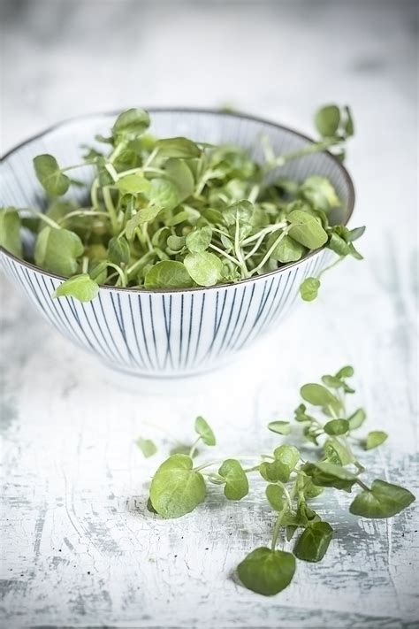 How To Grow Watercress At Home Homes And Gardens