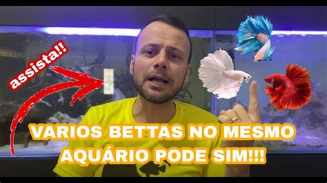 Melhores Peixes Para Iniciar Parte Youtube