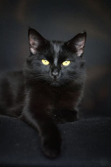 13 Raisons D Adopter Un Chat Noir Chats Et Chatons Beaux Chats