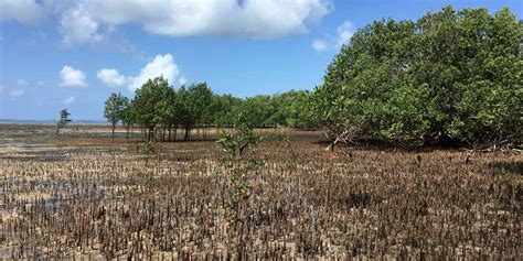 The Importance of Mangrove Ecosystems - XTC Dive Center