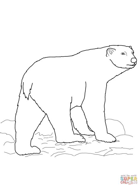 Disegno Di Orso Polare Da Colorare Disegni Da Colorare E Stampare Gratis