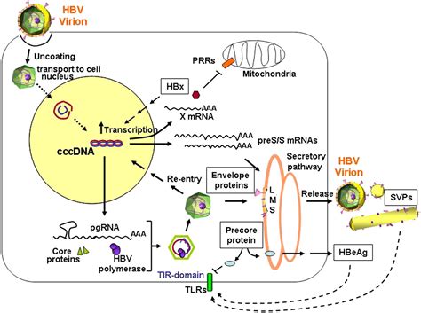 New Insight In The Pathobiology Of Hepatitis B Virus Infection Gut