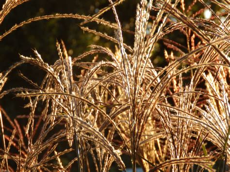 Hedgehog Plants And Gardens