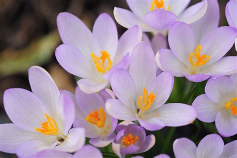 How To Grow And Care For Spring Crocus