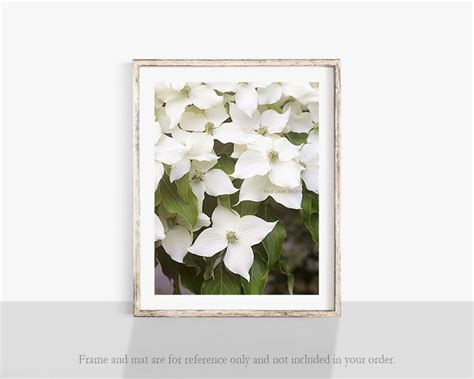 Dogwood Photograph White Flower Photo Kousa Dogwood Photo - Etsy