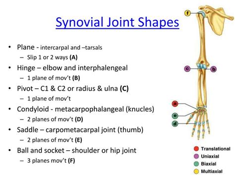 Plane Synovial Joint