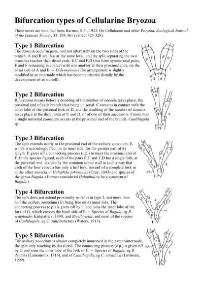 Bryozoan Bifurcation Types The Bryozoa Home Page