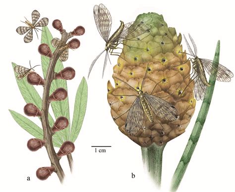 Smithsonian Insider – Prehistoric pollination: Scorpionfly mouthparts ...