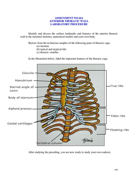 SOLUTION Anatomy Activity Anterior Thoracic Wall Thoracic Cavity Lungs