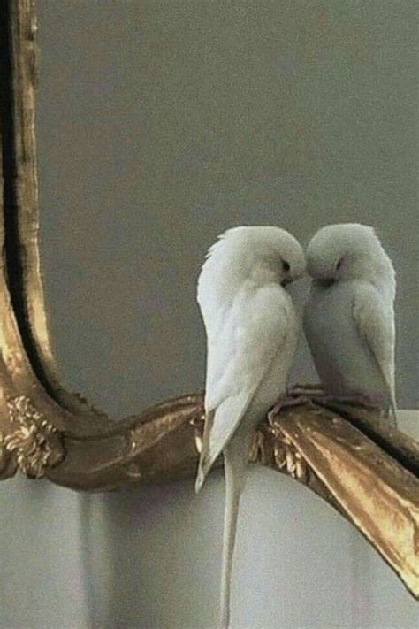 Two White Birds Sitting On Top Of A Mirror Next To A Gold Framed Mirror