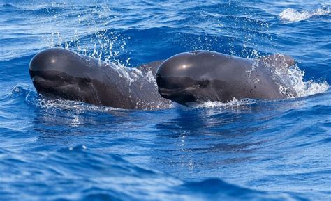 Globicephala Melas Long Finned Pilot Whale Wildlife Of The American