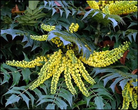 Mahonia Winter Sun All Rights Reserved By Len Downes Len Downes