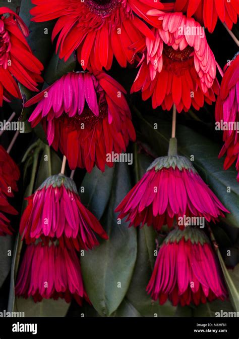 Beautiful colorful natural spring flowers as a nature background Stock ...
