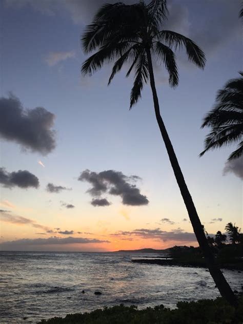 Coconut Palm Tree Near Ocean during Sunrise · Free Stock Photo