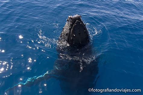 Fotos De Ballenas Jorobadas