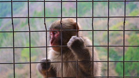 ‘unethical Protests Erupt Over Plan For €400 Million Monkey Breeding