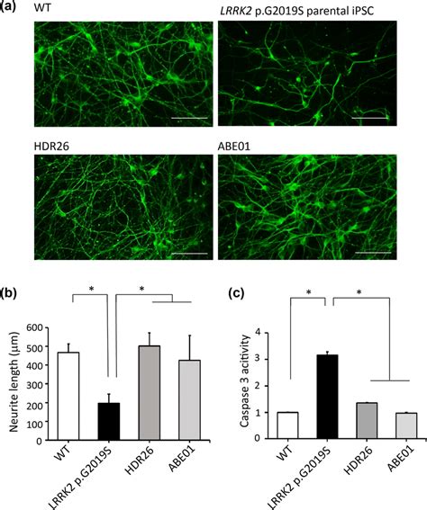 Neurite Outgrowth And Caspase Activities In Da Neurons Derived From