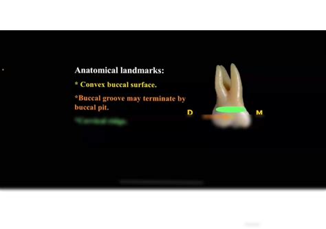 Solution Maxillary First Molar Studypool