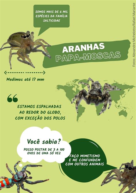 Ciclo De Vida Da Aranha Para Crian As