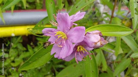 A Bee On Melastoma Affine Also Known By The Common Names Blue Tongue