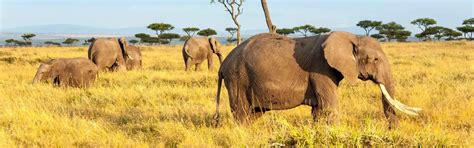 Days Tanzania Mid Range Safari Lake Manyara Serengeti National Park