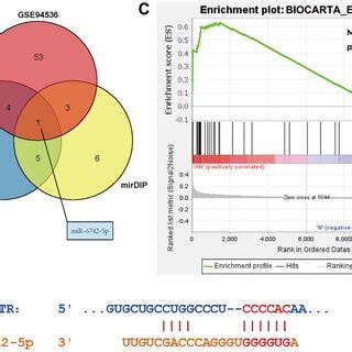 The Expression Levels Of MiR 6742 5p And Its Binding For FGF8 And