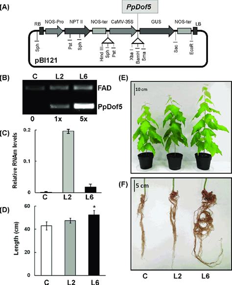 Analysis Of The Transgenic Poplar Lines A Diagram Of The Construct