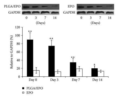 Characterization Of Epo Plga Microspheres A Epo Plga Microspheres