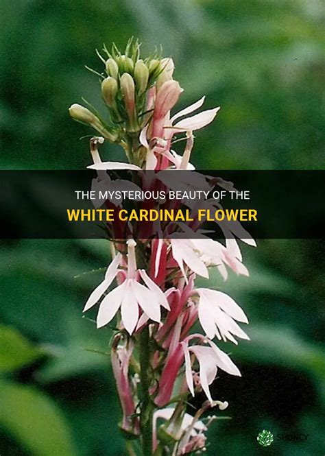 The Mysterious Beauty Of The White Cardinal Flower | ShunCy