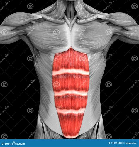 Sistema Muscolare Umano Torso Muscoli Del Retto Addominis Muscolo