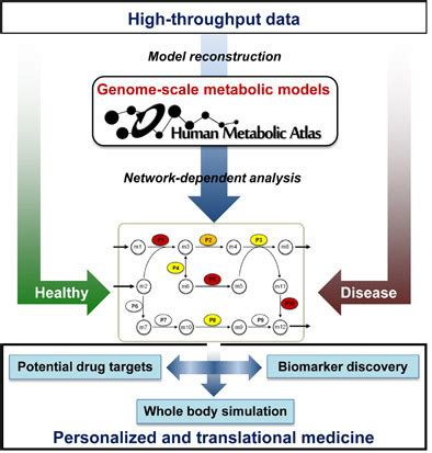 Genomescale Modeling Of Human Metabolism A Systems Biology Approach