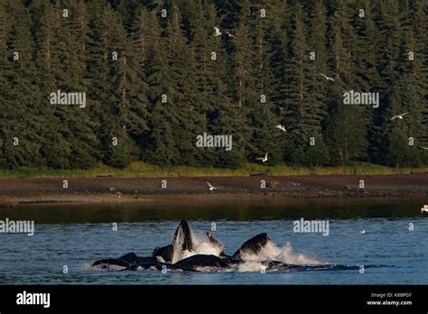 Humpback Whales Work Together In Cooperative Bubble Net Feeding To Eat