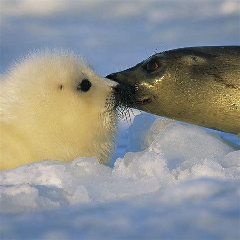 Harp Seal Pup Crying