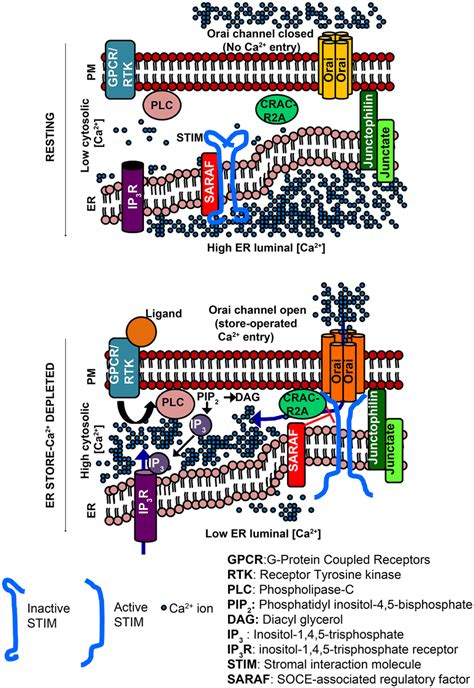 Activation of Orai channels by STIM proteins during store operated Ca²